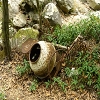 Plants: image 71 Of 116 Thumb